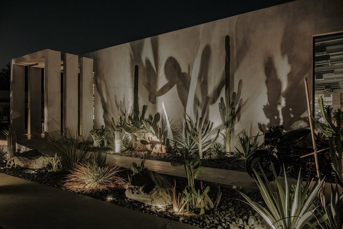 Cactus shadows on the wall